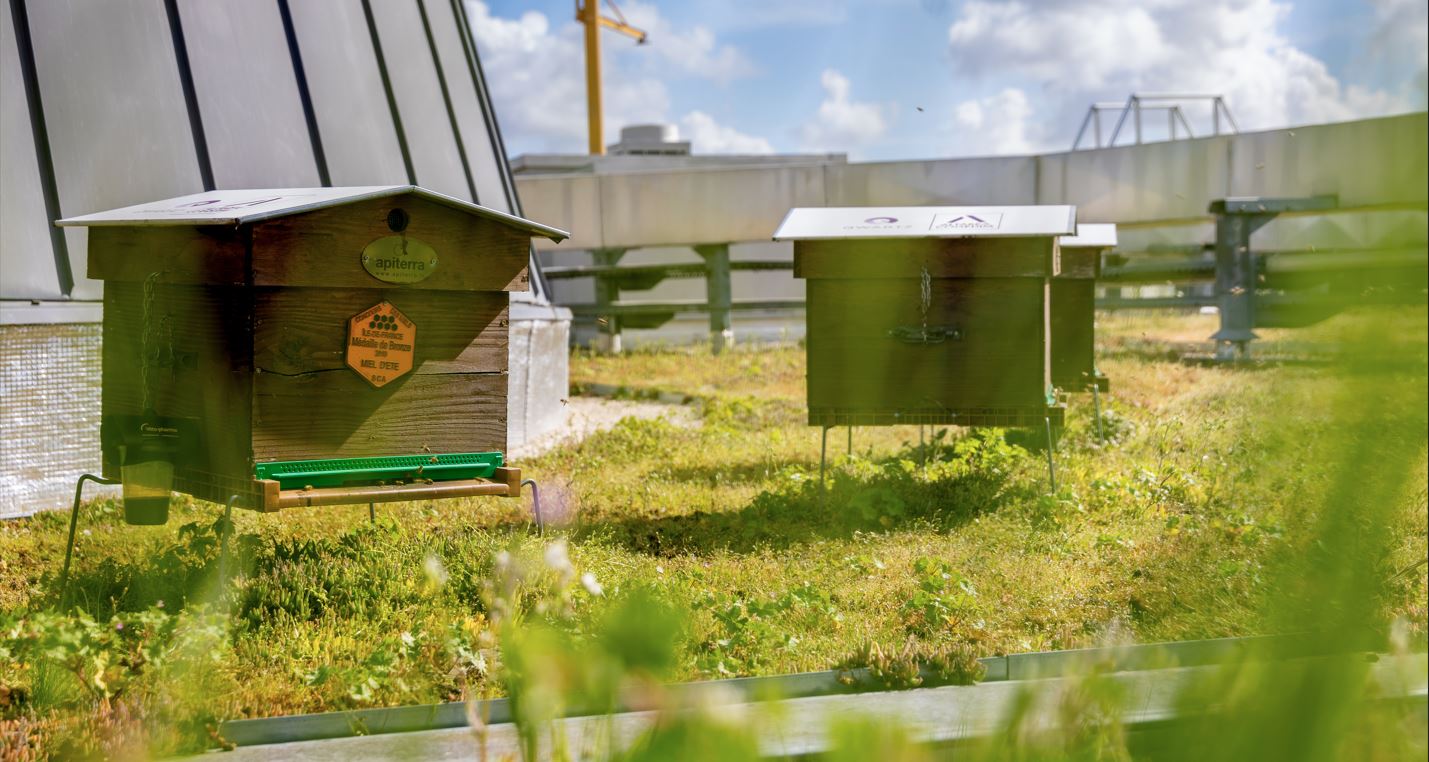 Plongez dans l'univers fascinant des abeilles à Qwartz ! 🐝